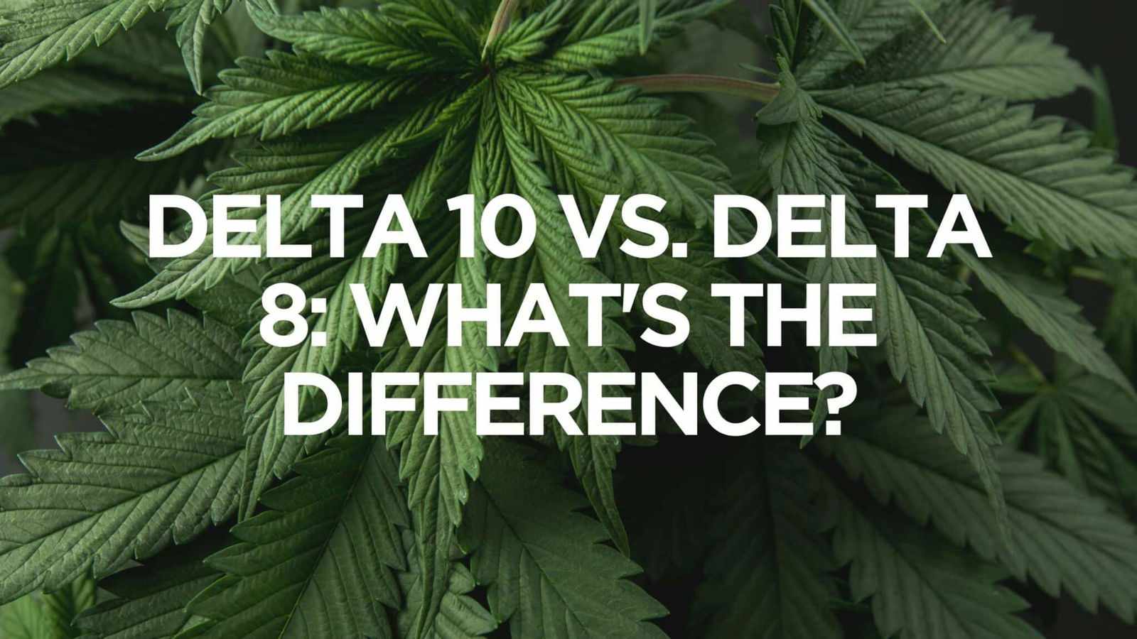 Is Delta 10 Stronger Than 8 Delta 10 Vs Delta 8: What's The Difference?