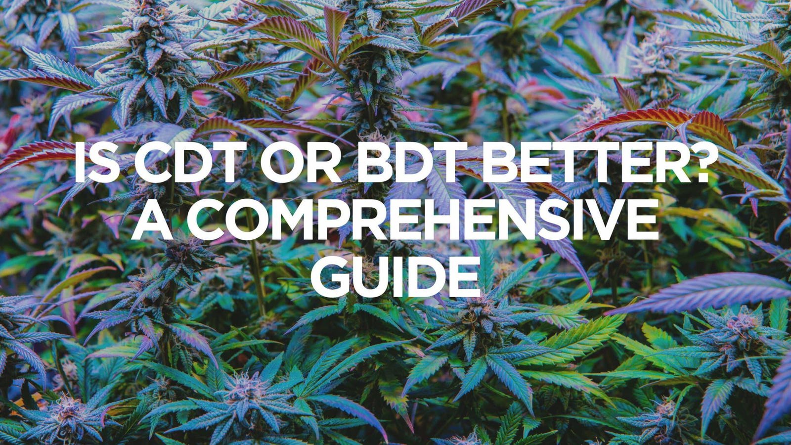 BDT Vs CDT: Understanding The Differences Of These Terpenes