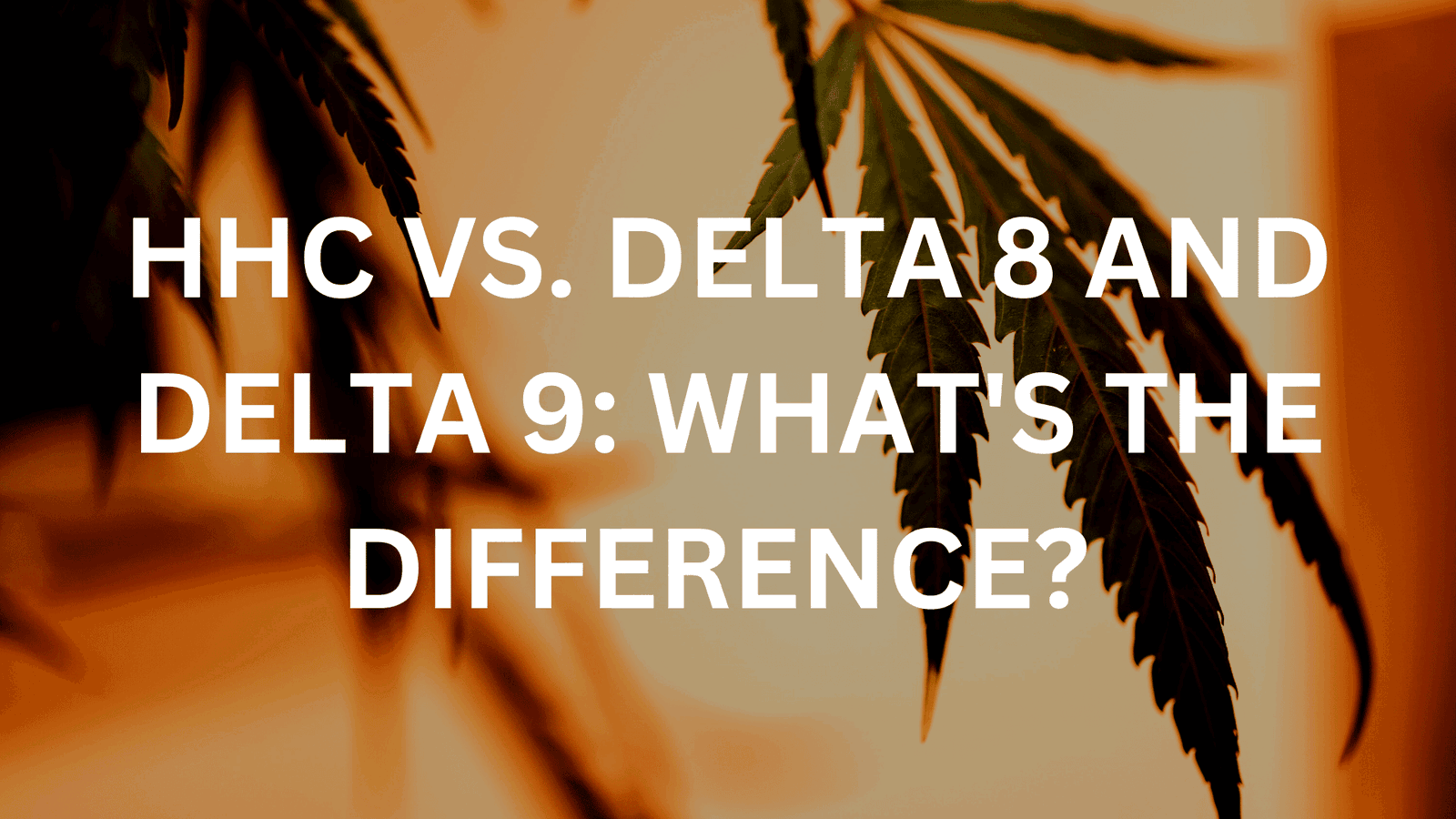 Hhc Vs Delta 8 And Delta 9 Thc Whats The Difference 9052