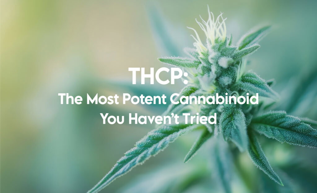 Thcp The Most Potent Cannabinoid You Haven't Tried